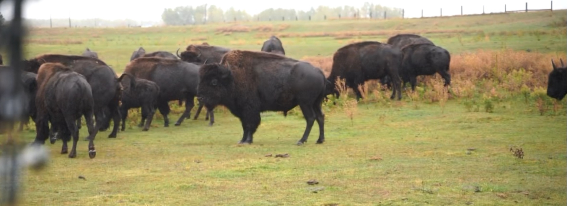Buffalo Harvest Buffalo Harvest